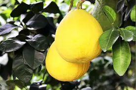 阐述沙田柚生态种植水肥一体化技术图片