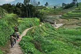 在乡间土路上遇到蛇“拦路”，打还是跑？该怎么办？答案来了图片