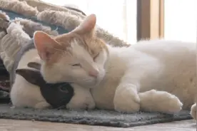 两只兔子和猫咪一起玩耍，猫咪抚摸两只小兔，画面令人暖心！视频封面