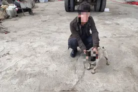买车相中车主家的狗，把人家狗牵走了…图片