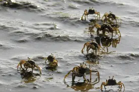 “最悲惨”的螃蟹，千辛万苦爬上岸只为填饱肚子，结果自己被吃了图片