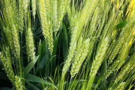 河南湖北安徽江苏一带小麦正处于抽穗扬花期，须加强赤霉病的防控图片