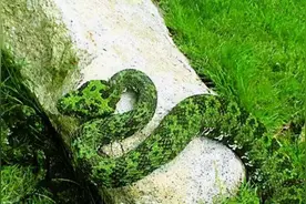 重大争议？莽山烙铁头和眼镜王蛇谁才是世界上体型最大的毒蛇？图片