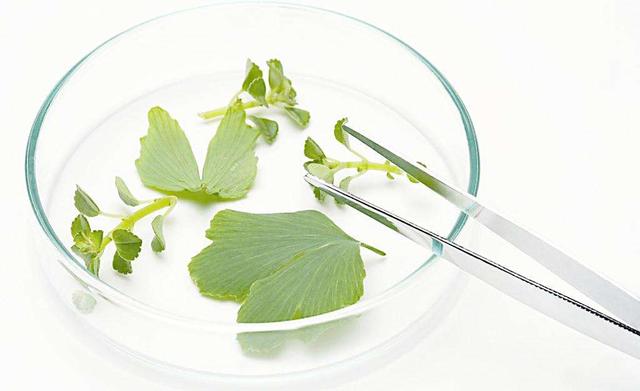 高中生物知识点口诀！有了这些口诀生物每次都满分！