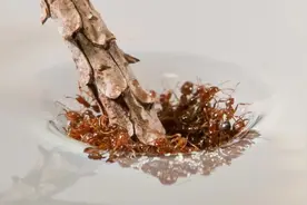 红火蚁入侵多省，你只知道蟑螂可怕，其实蚂蚁更可怕图片