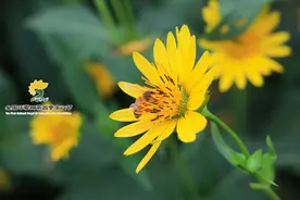三农资讯：华夏神菊的种植方法图片