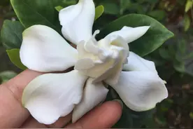 栀子花最近叶子发黄怎么办？不要着急，1+5步就能恢复绿意图片