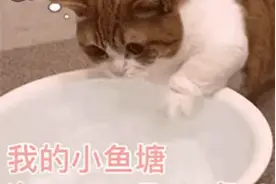 这些猫咪表情包你有了吗？图片