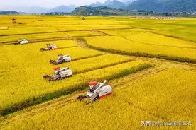 我国国库每年储备多少粮食?够全国14亿人口吃多长时间?图片