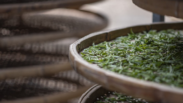 白茶的加工工艺是什么？