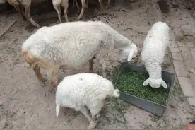 5条专“坑”养羊新手的陷阱，聪明人懂得避让，糊涂人容易沦陷图片