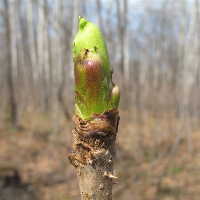 素有“东北竹笋”美称的龙牙楤木栽培方法，5分钟读懂，请收藏