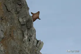 数百只海象排队跳崖“自杀”，十万海象围观，摔断象牙、奄奄一息图片