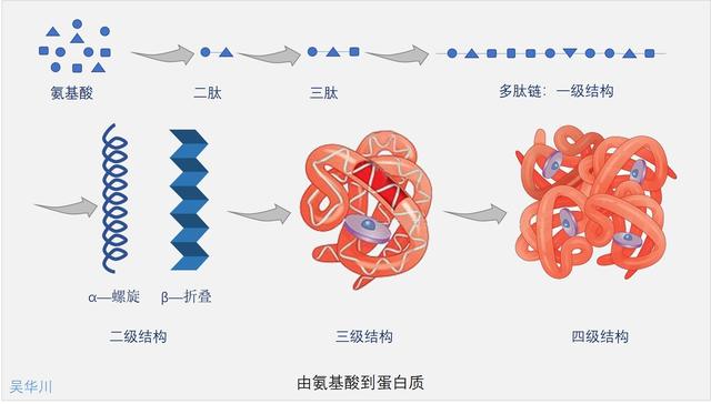 突破氨基酸结构难点，轻松掌握《生命活动的承担者——蛋白质》