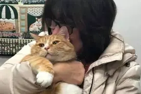 美国密歇根有1只大橘猫，竟因为粘人被弃养！猫：终究是错付了图片