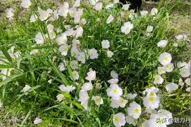 七里河边识“花草”图片
