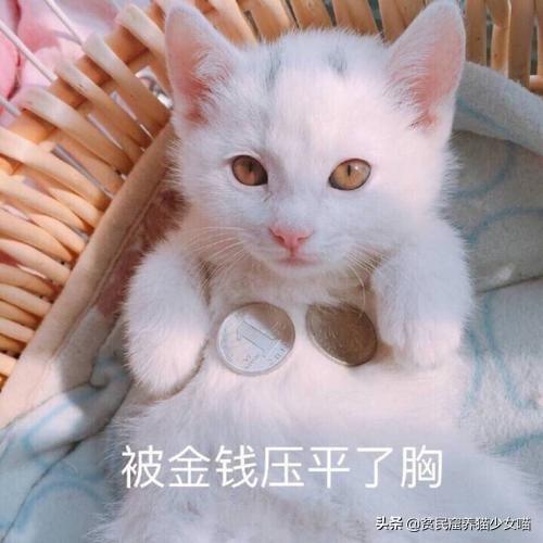 猫不理我怎么办