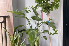 家庭如何种植柠檬？教你2招，果实累累、树形优美大气茂盛图片