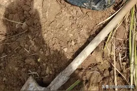 河南一8旬翁遇车祸神秘失踪，20天后被发现埋尸荒野，警方称遭过路的精神病人埋尸，家人质疑幕后有真凶图片