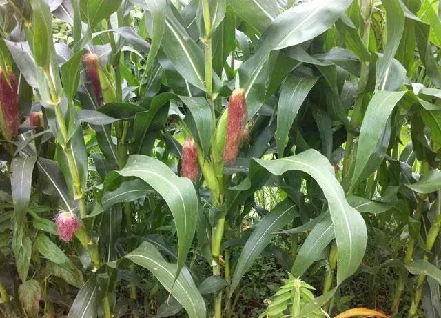 玉米种植,掌握好这10个小技巧