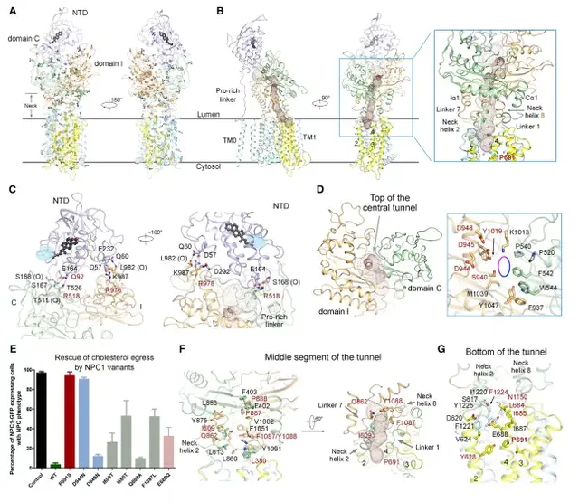 不服不行！又是颜宁！再发顶刊Cell！揭示胆固醇分子“转运旅程”