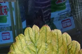草莓叶片上产生紫红色斑点是什么病？如何及时做好防治图片