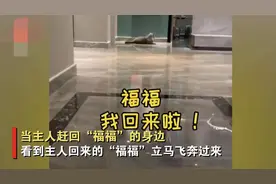 江苏一只留守猫咪对着监控流眼泪感动众人，有人却说：猫病了？图片