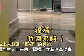 江苏一只留守猫咪对着监控流眼泪感动众人，有人却说：猫病了？图片