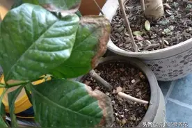 叶子发黑发干，还不发新芽，半死不活的栀子花怎么处理？图片