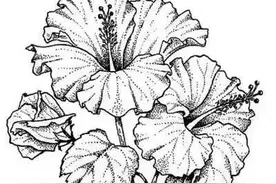 《花卉素描线稿再收集》图片