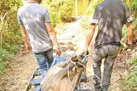 仙湖植物园苏铁园遭遇16头野猪破坏，野生动植物保护部门历时两个多月设计捉猪图片