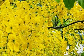 喜唰唰的黄金雨快来接！奇花异果篇：花中生花，蛇瓜惊住了白娘子图片