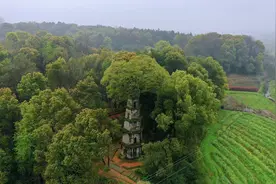 神奇！湖南长沙有座无名塔，上面长了棵参天大树，塔都快被压倒了图片