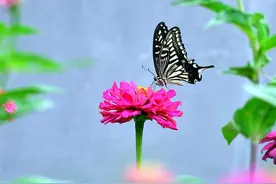 “养小不养老”的6种花，越老越不好看，修剪很重要图片
