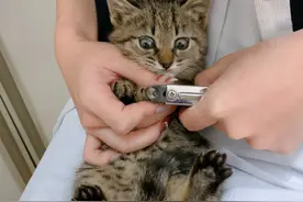 小猫咪第一次剪指甲，它表情超惊讶，网友笑翻：有那么恐怖吗图片