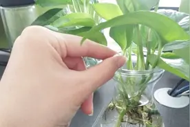 用阿司匹林养花的正确方法，你知道吗？很多人错了，看后告诉家人视频封面
