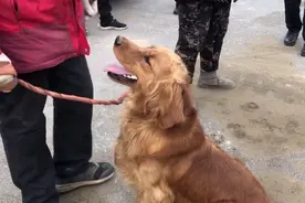 河南：六百被卖掉，金毛犬临走还被主人打几下，狗狗：快把我带走图片