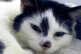 奇迹般的重逢！英国小猫失踪11年后与主人团聚图片