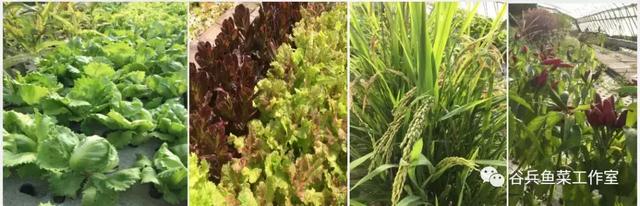 鱼菜共生的痛点—技术