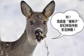 想起这些“迷惑行为”，走出家乡的东北人笑着笑着就哭了图片