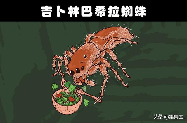 细数世界各地存在的10大奇怪的毒蜘蛛