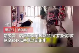 哈尔滨一宠物店店员突发疾病晕倒，聪明狗狗扒门而出、寻人求救图片