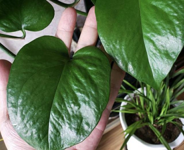 不想给花卉“施肥”，就用“它”，每个月“浇半瓶”，变旺盛！