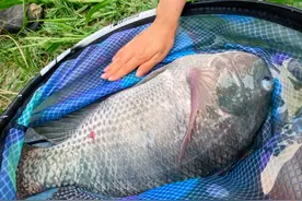 罗非鱼能长到十几斤？广东钓鱼人钓起“巨型罗非鱼”，网友热议图片