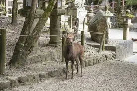 春日大社是奈良县奈良市奈良公园内的一座神社，早前称为春日神社图片