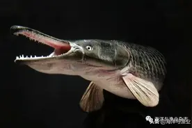 广东水域有哪些常见外来水生生物？图片