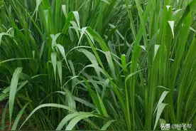 牛吃什么牧草长肉快？它亩产30吨，一年收割8-10次，还又有营养图片