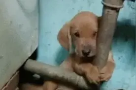 小狗刚到新家不习惯，紧张得抱着水管不撒手，小模样把人萌出血图片