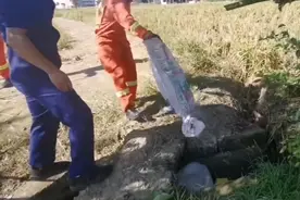 吓傻了！村民家中惊现“蛇窝”，4条蛇在“凑桌子”图片