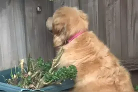 金毛天天盯着围栏上的洞傻笑，主人好奇凑近一看，顿时笑喷图片